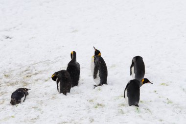 Kral penguenler Güney Georgia Adası