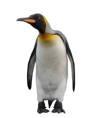 Kral penguenler Güney Georgia Adası