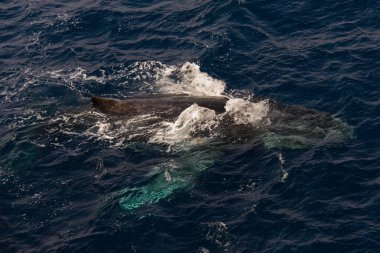 Kambur balina derin mavi deniz su - havadan görünümü