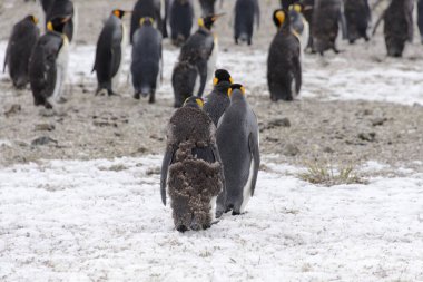 Kral penguenler Güney Georgia Adası