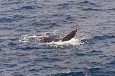 Kambur balina fin o Denizi