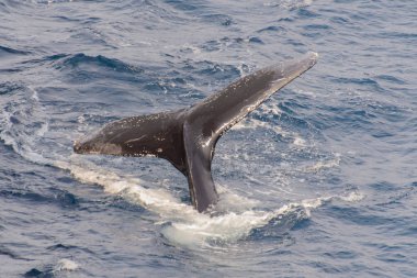 Deniz kambur balina kuyruğu