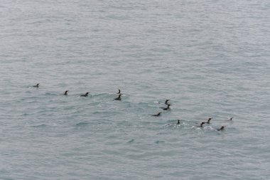 Güzel yetişkin kral penguen