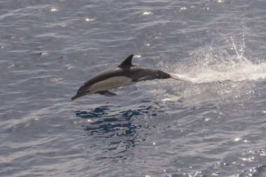 Yunus sakin denizden atlama