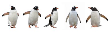 Beyaz arka plan üzerinde izole Gentoo penguenleri. Farklı pozlar beş penguenler.