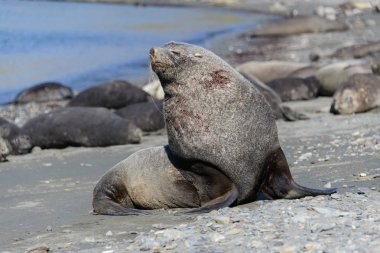 Doğa uyku deniz fili
