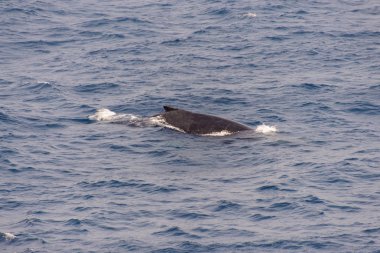 Kambur balina fin o Denizi