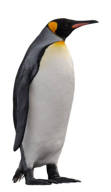 Kral penguen beyazı izole etti