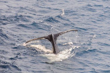 Deniz kambur balina kuyruğu