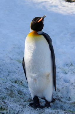 Kral penguenler Güney Georgia üzerinde