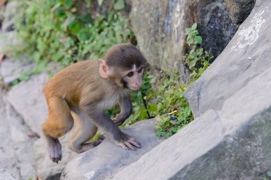 Bebek maymun buzlu Katmandu, Nepal