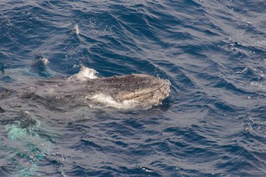Kambur balina derin mavi deniz su - havadan görünümü