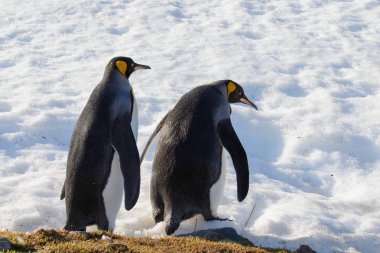 Kral penguenler Güney Georgia üzerinde