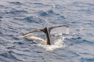 Deniz kambur balina kuyruğu