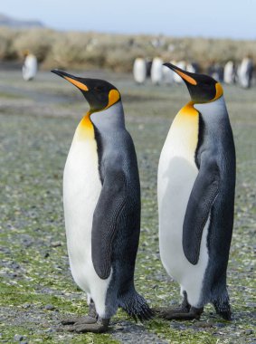 Kral penguenler Güney Georgia Adası