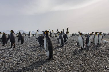 Kral penguenler Güney Georgia Adası