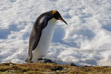 Kral penguenler Güney Georgia üzerinde