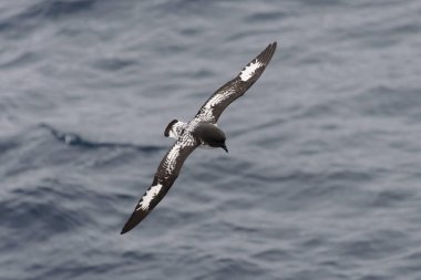 Antarktika kuşu (Thalassoica Antarktika)