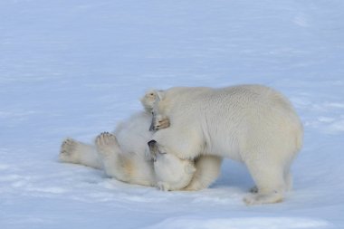 Svalbard kuzeyinde buzda birlikte oynayan iki kutup ayısı yavruları