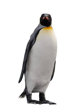 Güzel yetişkin kral penguen