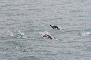 Kral penguenler suda yüzen