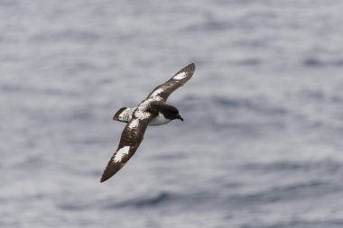 Antarktika kuşu (Thalassoica Antarktika)