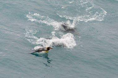 Güzel yetişkin kral penguen