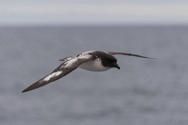 Antarktika kuşu (Thalassoica Antarktika)