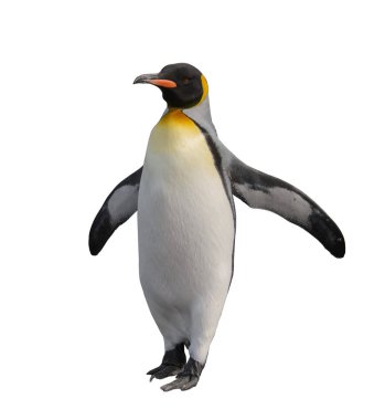 Kral penguenler Güney Georgia Adası