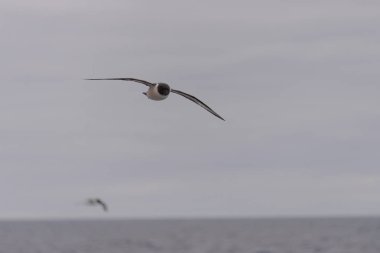 Antarktika kuşu (Thalassoica Antarktika)