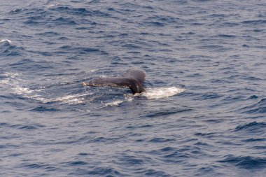 Kambur balina fin o Denizi