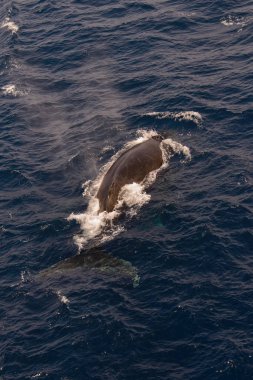 Kambur balina fin o Denizi