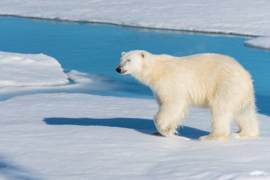 Kutup ayısı pack buz üstünde