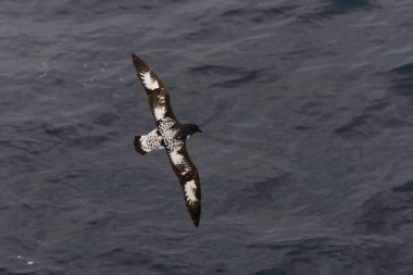Antarktika kuşu (Thalassoica Antarktika)