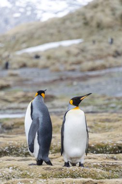 Kral penguenler Güney Georgia üzerinde
