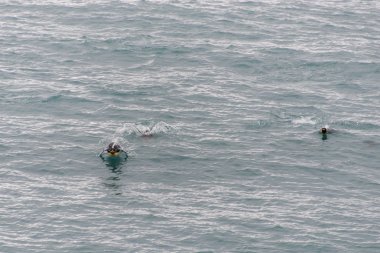 Güzel yetişkin kral penguen