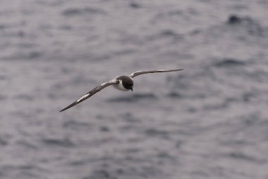 Antarktika kuşu (Thalassoica Antarktika)