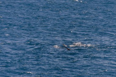 Güzel Güney Georgia manzara