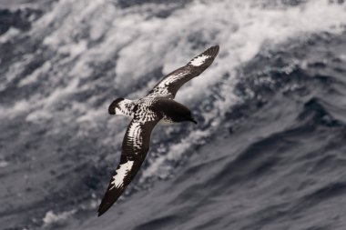 Antarktika kuşu (Thalassoica Antarktika)