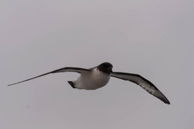 Antarktika kuşu (Thalassoica Antarktika)