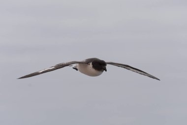 Antarktika kuşu (Thalassoica Antarktika)