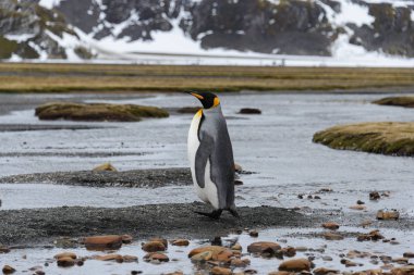 Kral penguenler Güney Georgia üzerinde