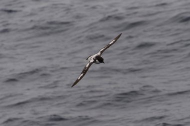 Antarktika kuşu (Thalassoica Antarktika)