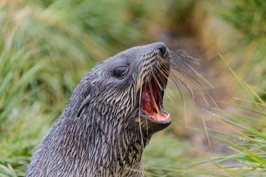 Kürk mühür ' s kafa yakın kadar ağız açın