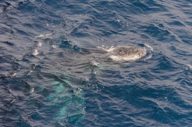 Kambur balina derin mavi deniz su - havadan görünümü