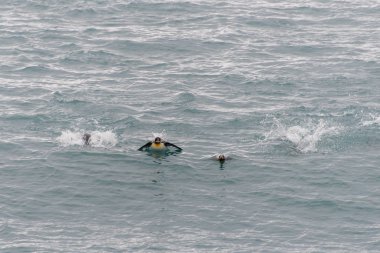 Güzel yetişkin kral penguen