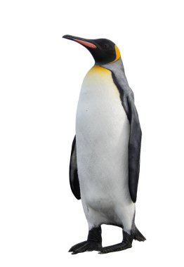 Kral penguenler Güney Georgia Adası
