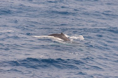 Kambur balina fin o Denizi