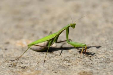 yakın çekim yeşil praying Mantis kaya yüzeyi