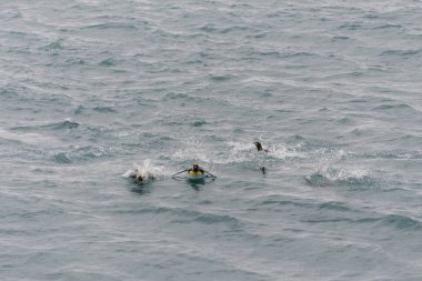 Kral penguenler suda yüzen